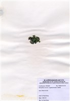 藏品(寬珊藻)的圖片